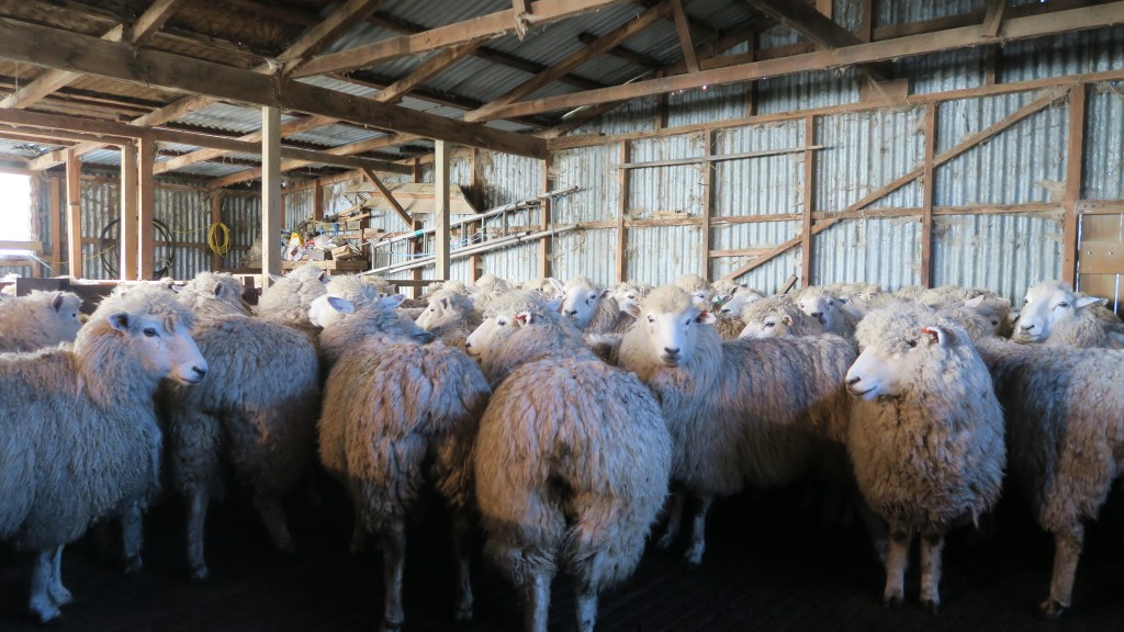 Sheep-shearing backpackers in Oamaru